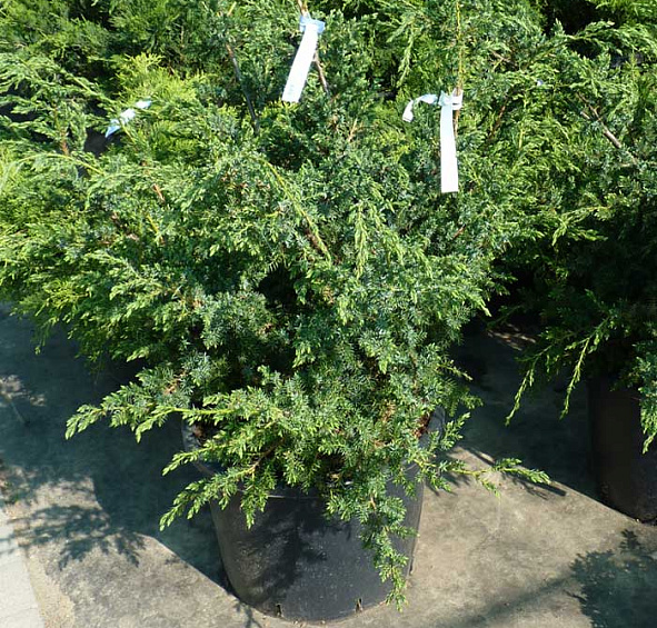 Можжевельник китайский 'Блу Альпс'