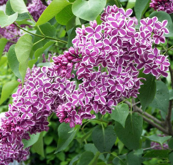 Сирень обыкновенная 'Сенсация' (фиолетово - белая)