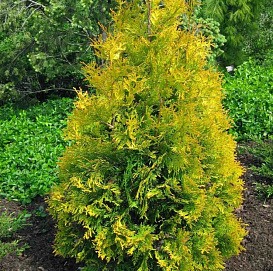 Туя складчатая 'Голди'