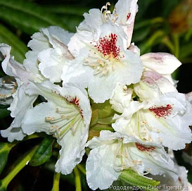 Рододендрон гибридный 'Тайгерштедт' (белый)