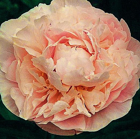 Пион молочноцветковый 'Маргарита Жерар' (персиковый)