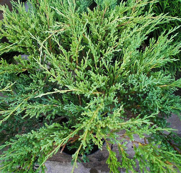 Можжевельник горизонтальный 'Андорра Компакт'