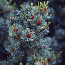 Сосна мелкоцветковая 'Глаука'