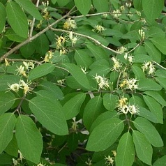 Жимолость обыкновенная