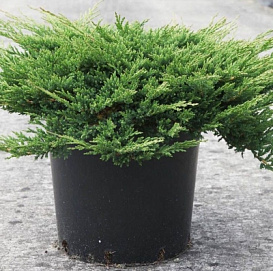 Можжевельник горизонтальный 'Принц оф Уэльс'