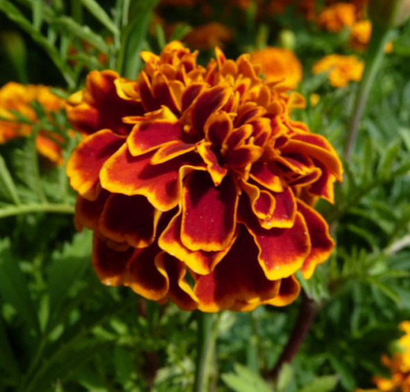 Бархатцы Тонколистные