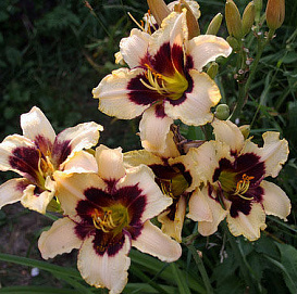 Лилейник гибридный 'Мунлайт Маскарад'