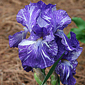 Ирис германский (бородатый) 'Батик' 
