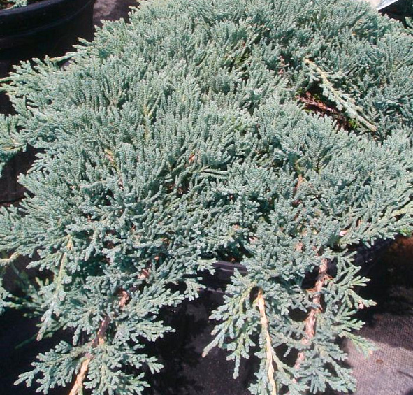 Можжевельник горизонтальный 'Айс Блю'