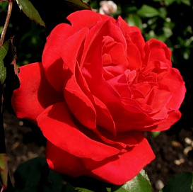 Роза 'Грандесса' (плетистая) (красная)