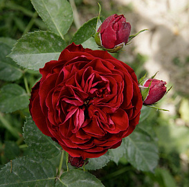 Роза 'Эротик Рококо' (флоринбунда)(красно-бордовая)