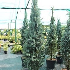 Ель колючая 'Исели Фастигиата'