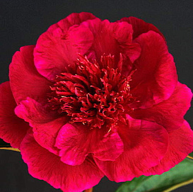 Пион молочноцветковый 'Хари-Ай-Нин' (красный)