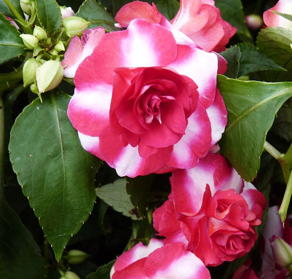 Бальзамин Уоллера