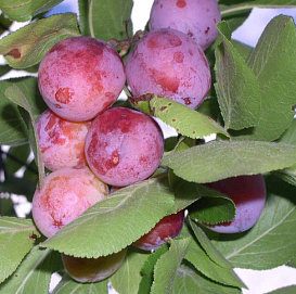 Слива 'Опата' (сливово-вишневый гибрид)