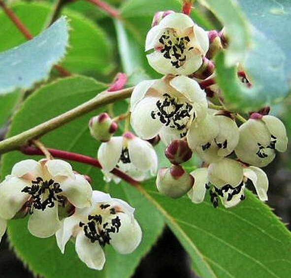 Актинидия Коломикта