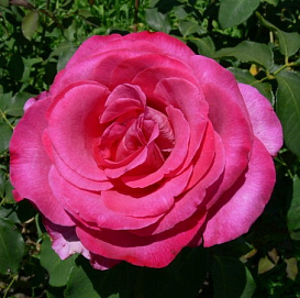 Роза 'Пароле' (чайно-гибридная) (фиолетово - розовая)