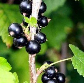 Смородина черная 'Оджебин'