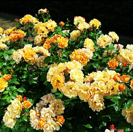 Роза 'Текила' (флорибунда) (оранжево - желтая)