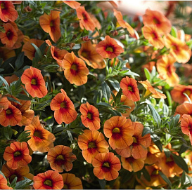 Калибрахоа 'Кона Хот Оранж' (оранжевая)