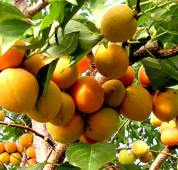 Слива 'Желтая компотная'