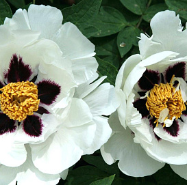 Пион древовидный (снежный лотос) 'Ксуе лин' (белый)