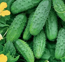 Огурец 'Весна' миникорнишоны