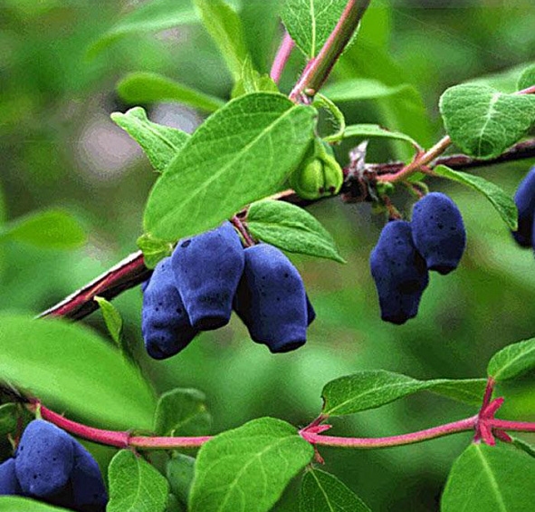 Жимолость съедобная 'Камчадалка'