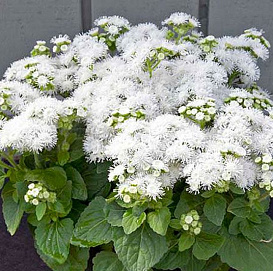 Агератум Хоустона 'Викториа Уайт' (белая)