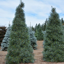 Сосна веймутова 'Уайт Моунтайн'