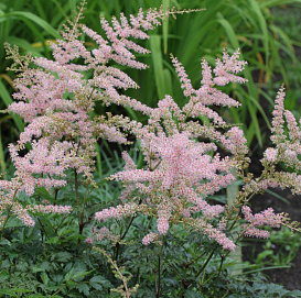 Астильба Арендса 'Хенни Граафленд'