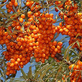 Облепиха 'Джемовая'