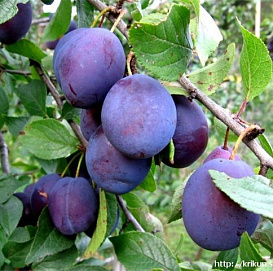 Слива 'Яичная синяя'