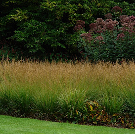 Молиния голубая 'Пол Петерсен'