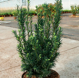 Тис ягодный 'Шварцгрун'