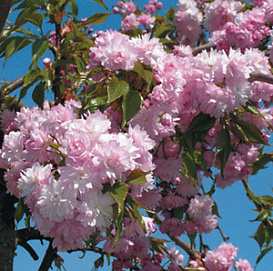 Вишня мелкопильчатая (сакура) 'Кику Шидаре'