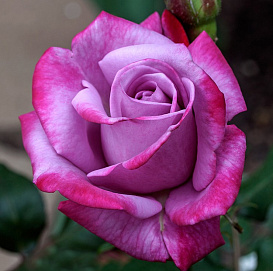 Роза 'Парадайз' (чайно-гибридная) (фиолетовая)