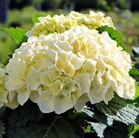 Гортензия крупнолистная 'Кристал Палас'