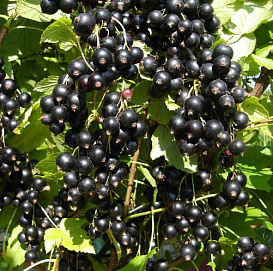 Смородина черная 'Зеленая дымка'