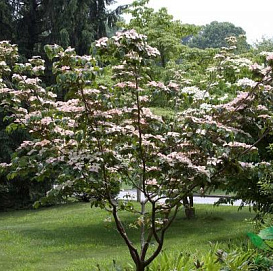 Дерен коуза 'Сатоми'