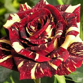 Роза 'Фокус Покус' (бордо с белыми полосками)