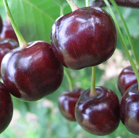 Дюк 'Крепкая'