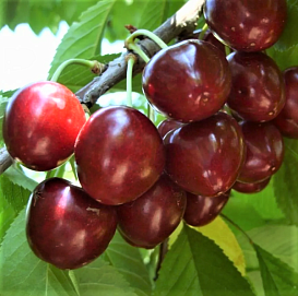 Дюк 'Сюрприз'