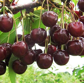 Вишня обыкновенная 'Стойкая'