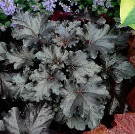 Смородина черная 'Черная жемчужина'