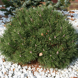 Сосна горная