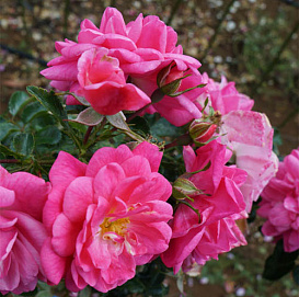 Роза 'Пальменгартен Франкфурт' (почвопокровная) (розово-сиреневая)