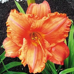 Лилейник гибридный 'Саут Сиз'