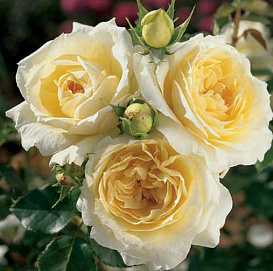 Роза 'Чайковский' (флорибунда)(желтая)