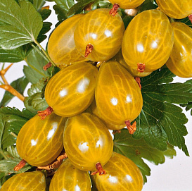 Крыжовник 'Медовый'